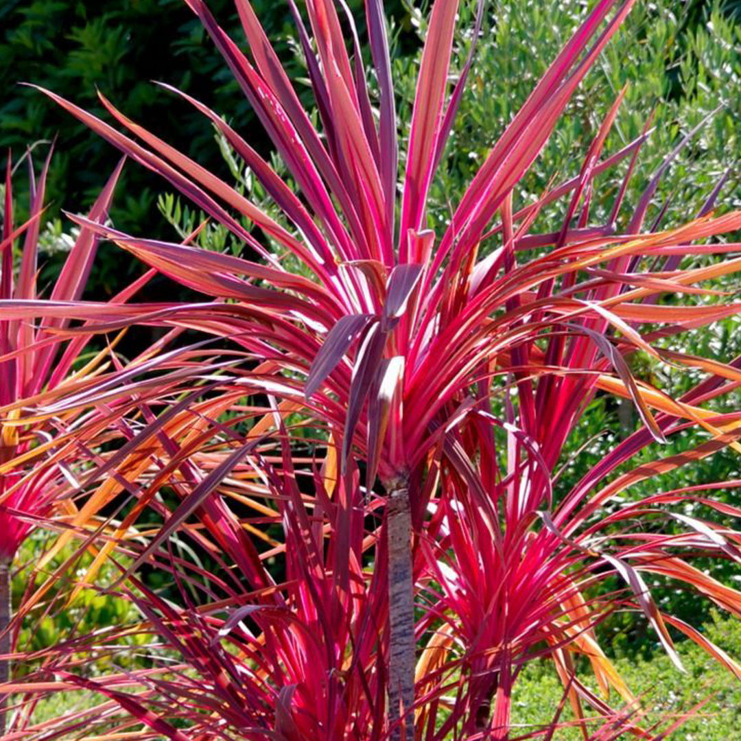 Dracaena Red Coloroma