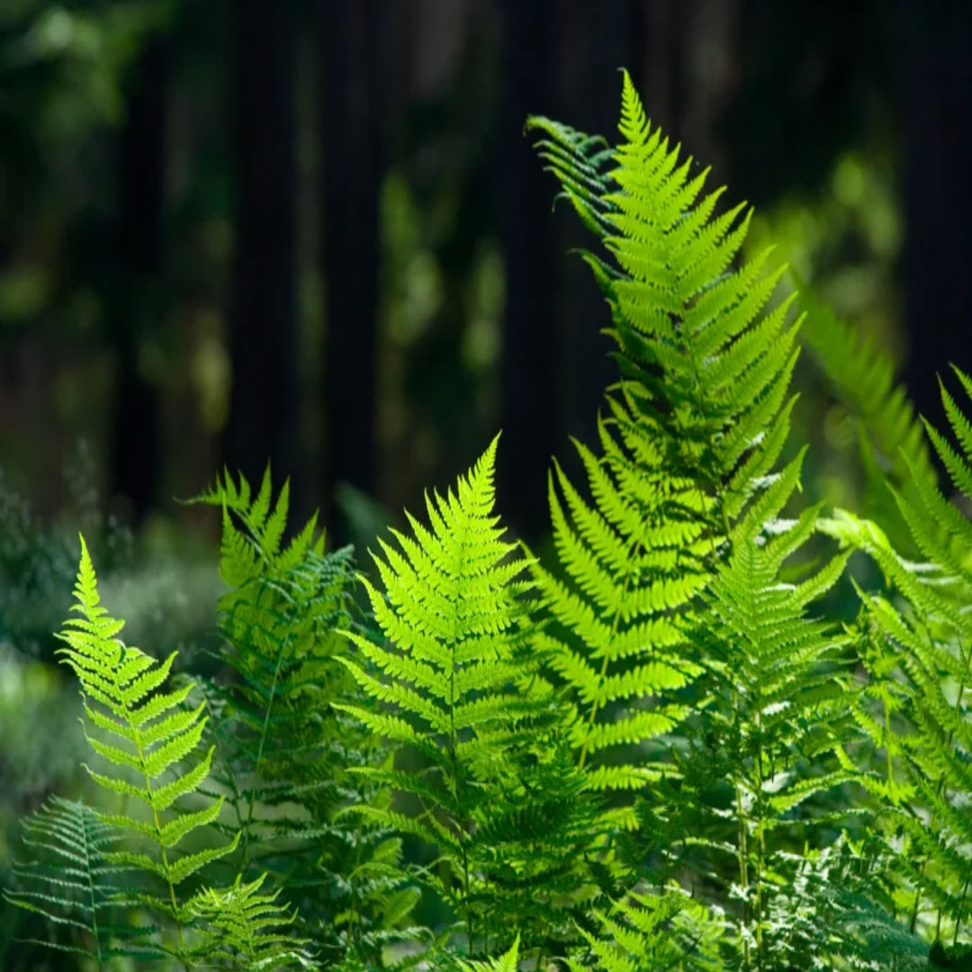 Fern