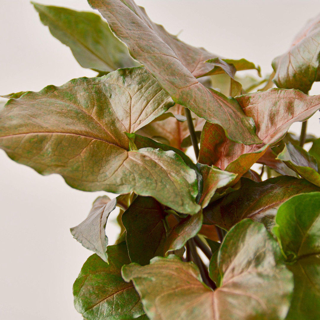 Syngonium Brown