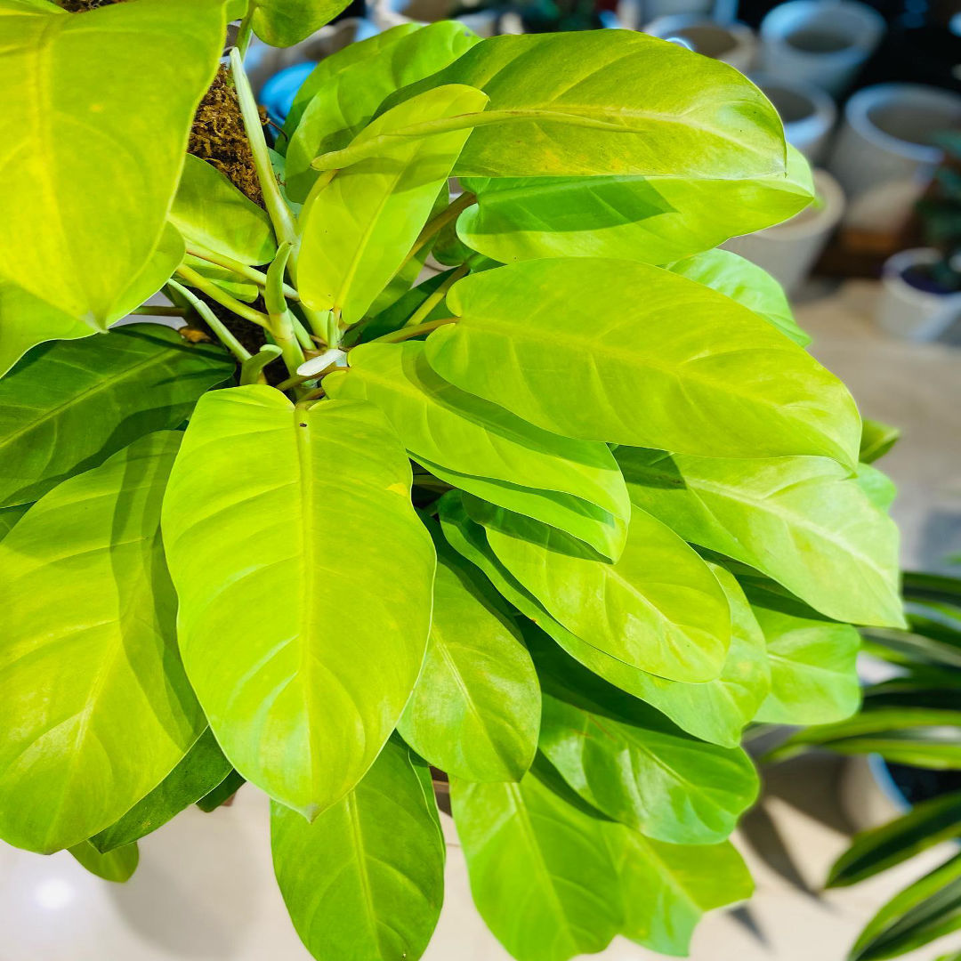 Philodendron Ceylon