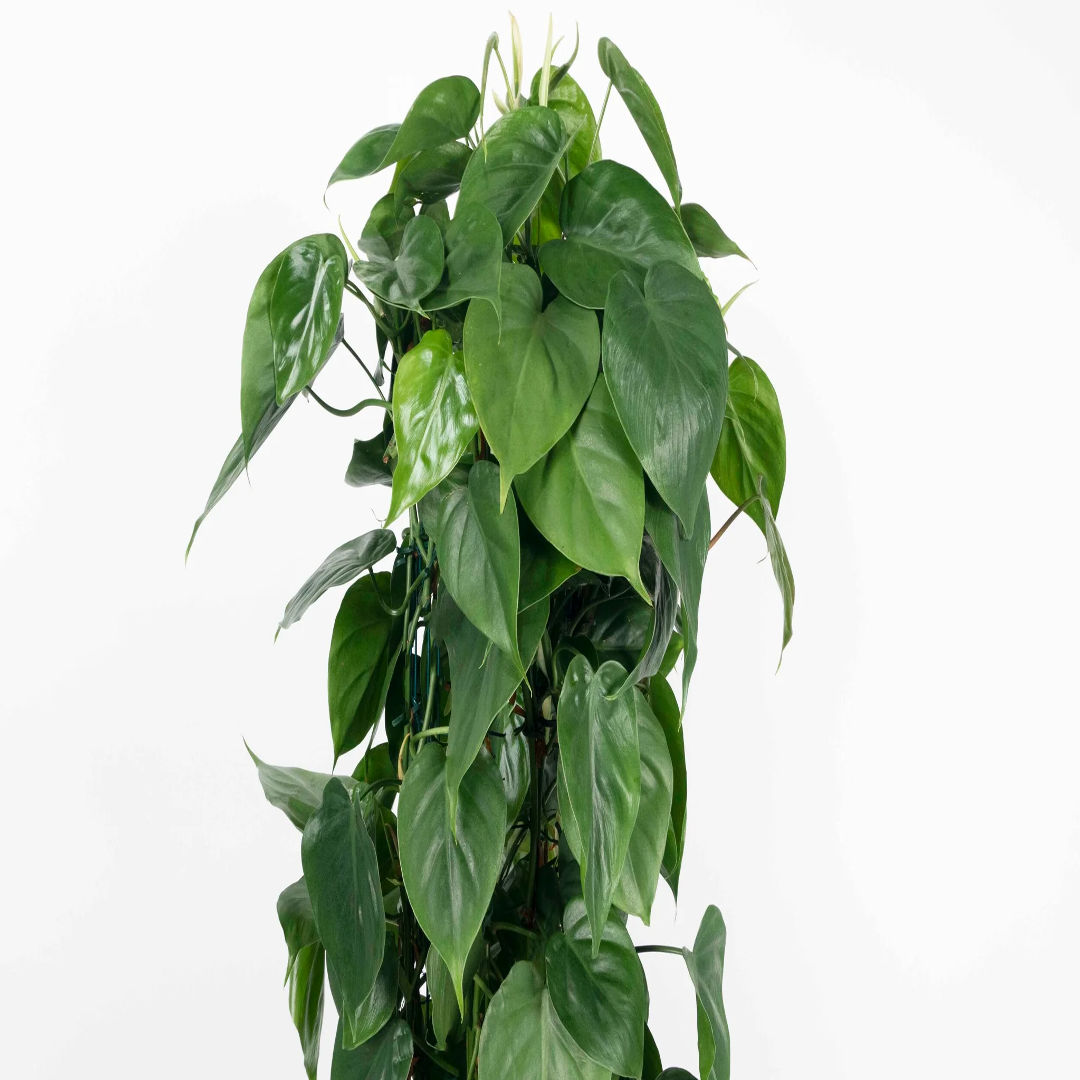 Money Plant Scadens