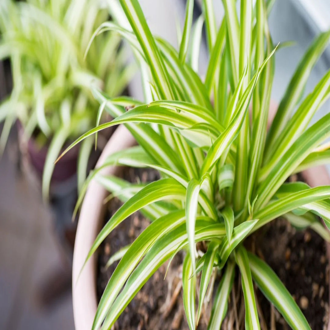 Spider Plant