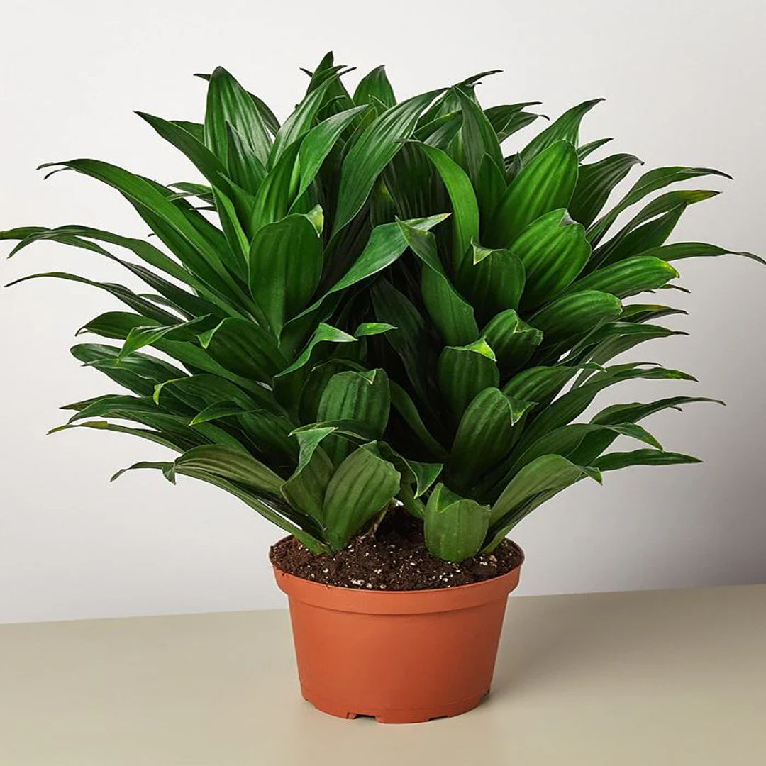 Dracaena Janet Craig