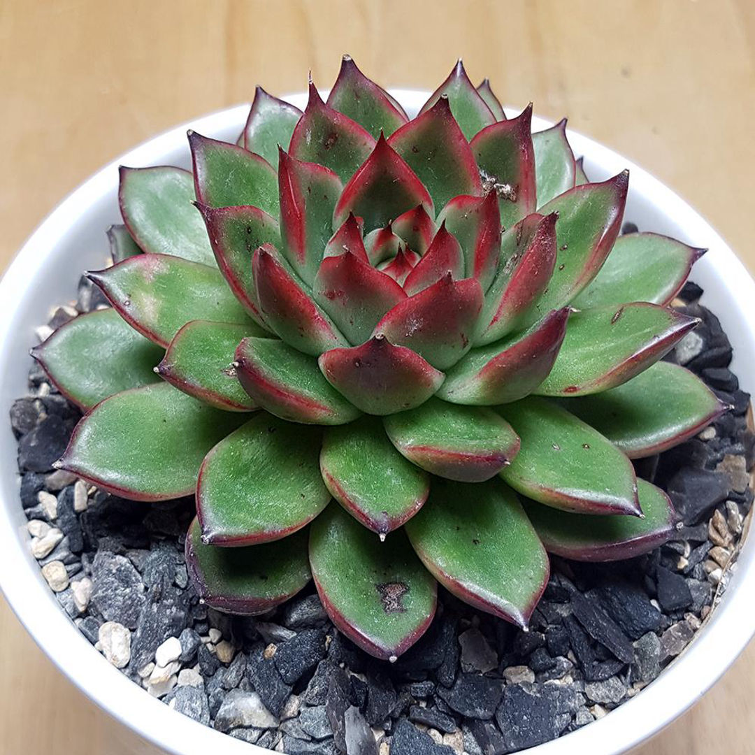 Echeveria Pulidonis Hybrid