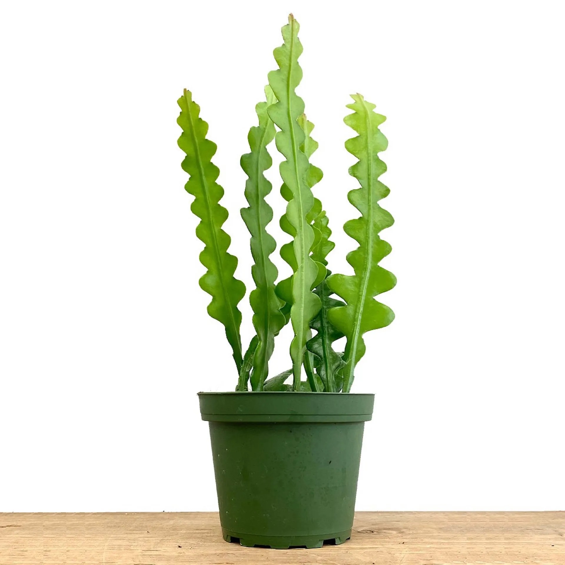 FISH BONE CACTUS
