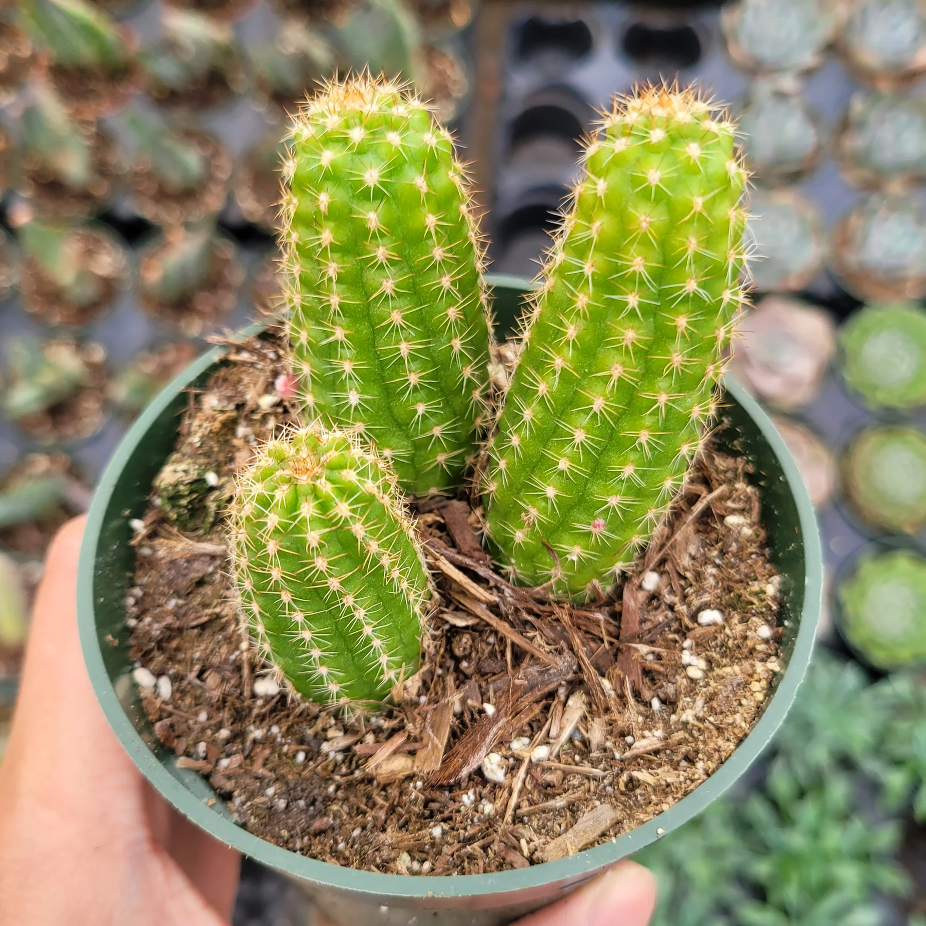 PEANUT CACTUS