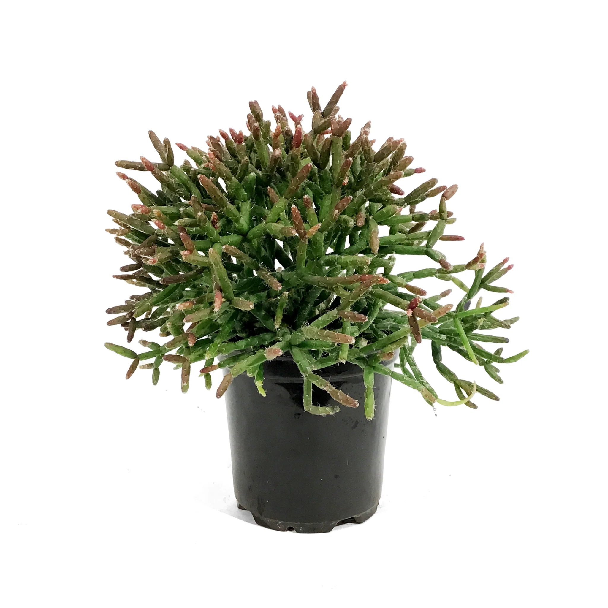 RHIPSALIS BURCHELLI