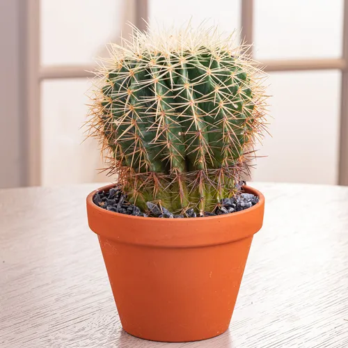 MINIATURE BARREL CACTUS