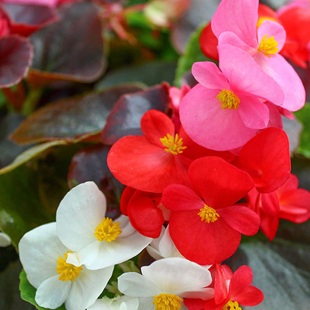 Begonia