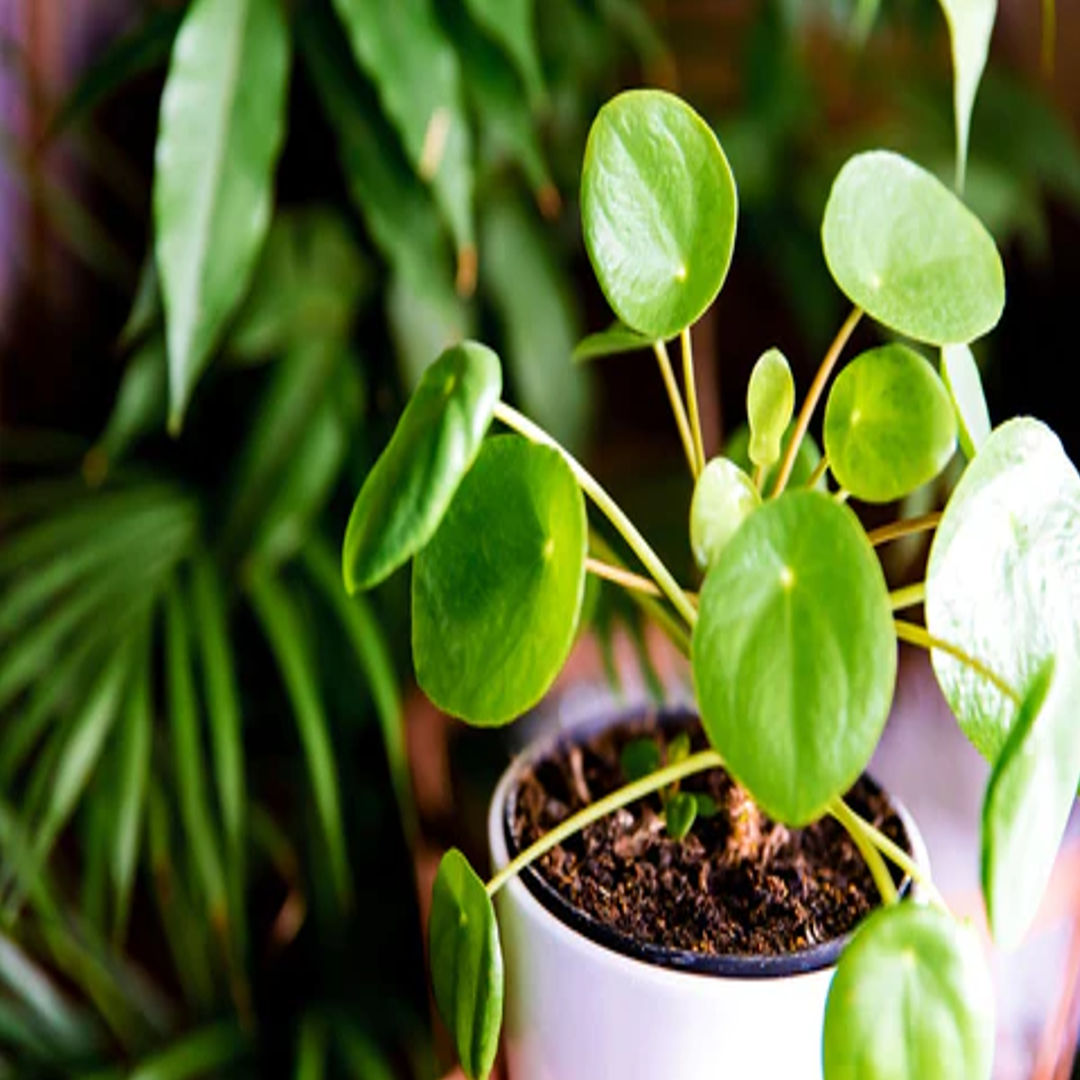 Chinese Money Plant