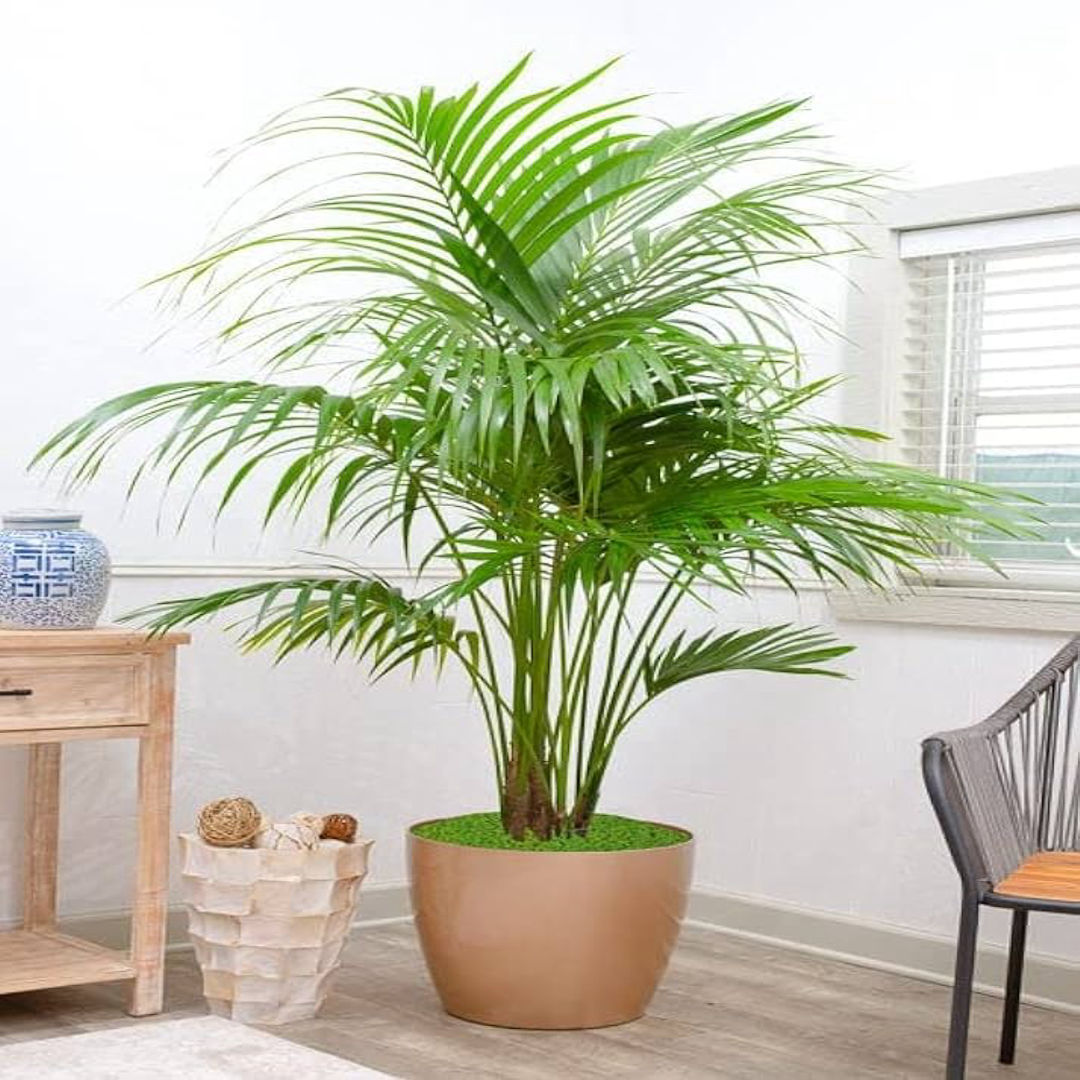 Sayagra Palm