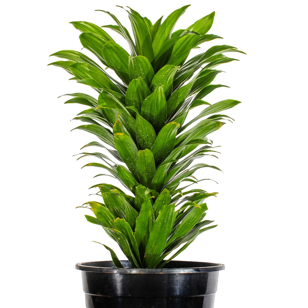 Dracaena compacta