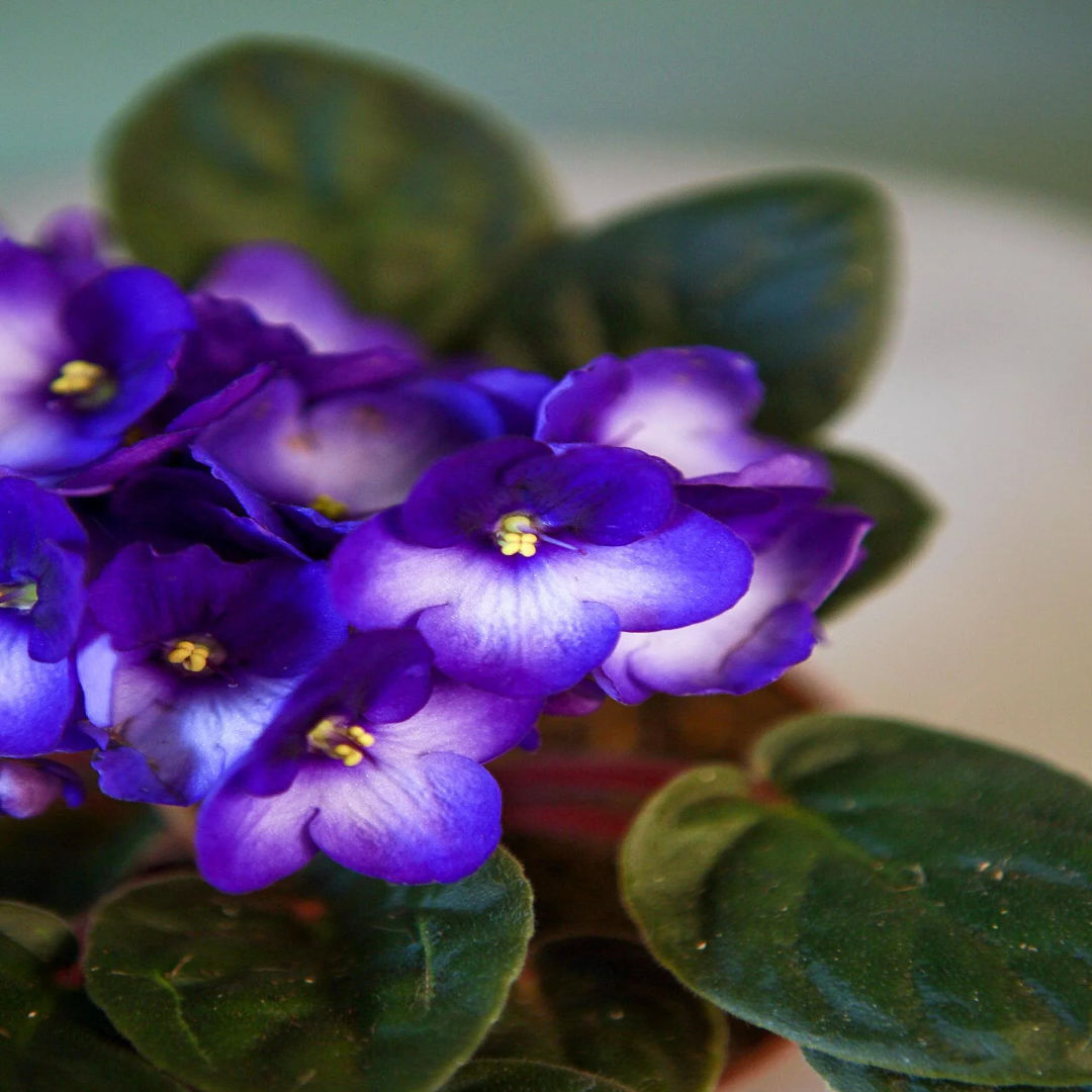 African Purple
