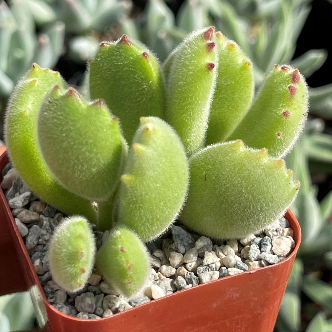 Bear Paw Succulents