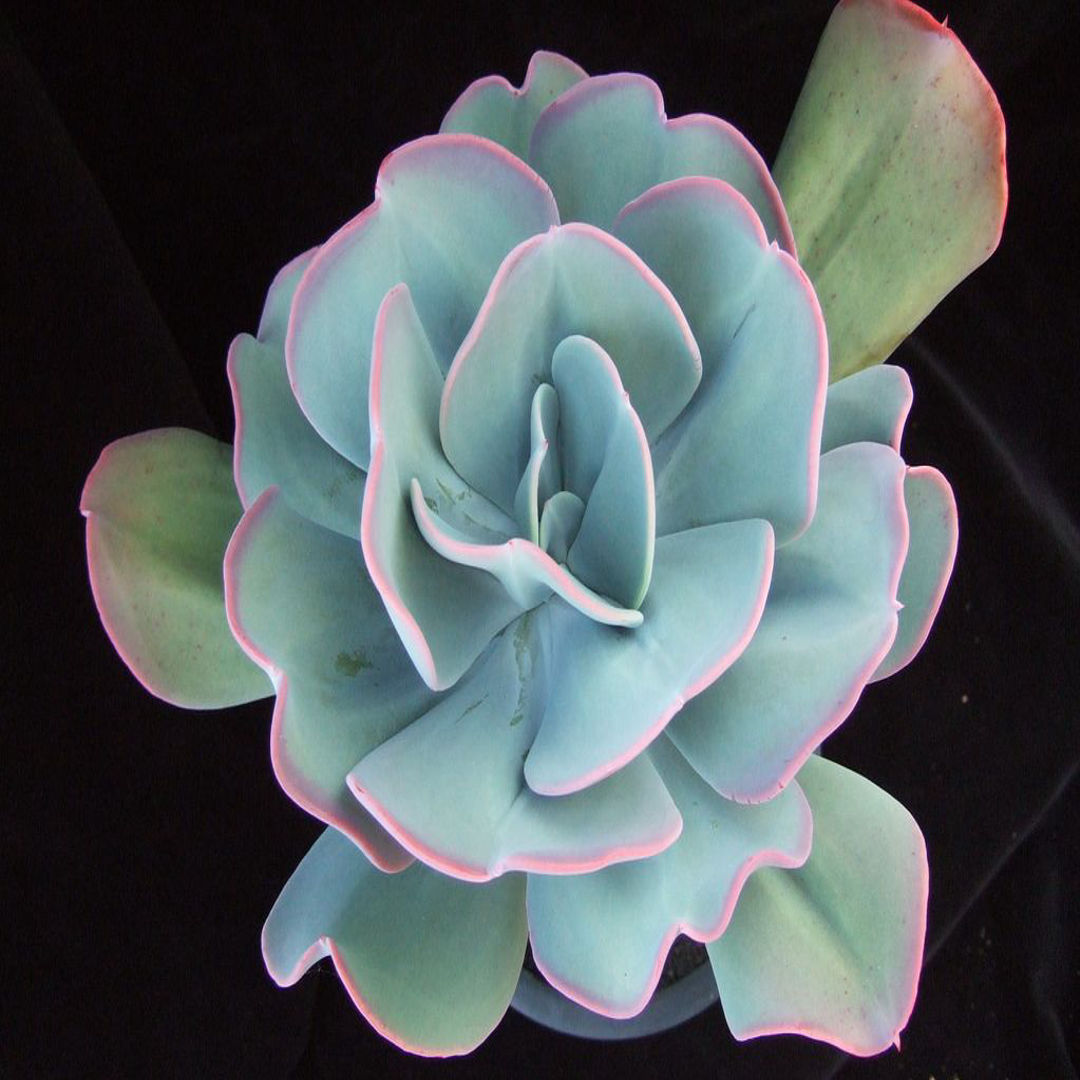 Echeveria Gigantea Rose