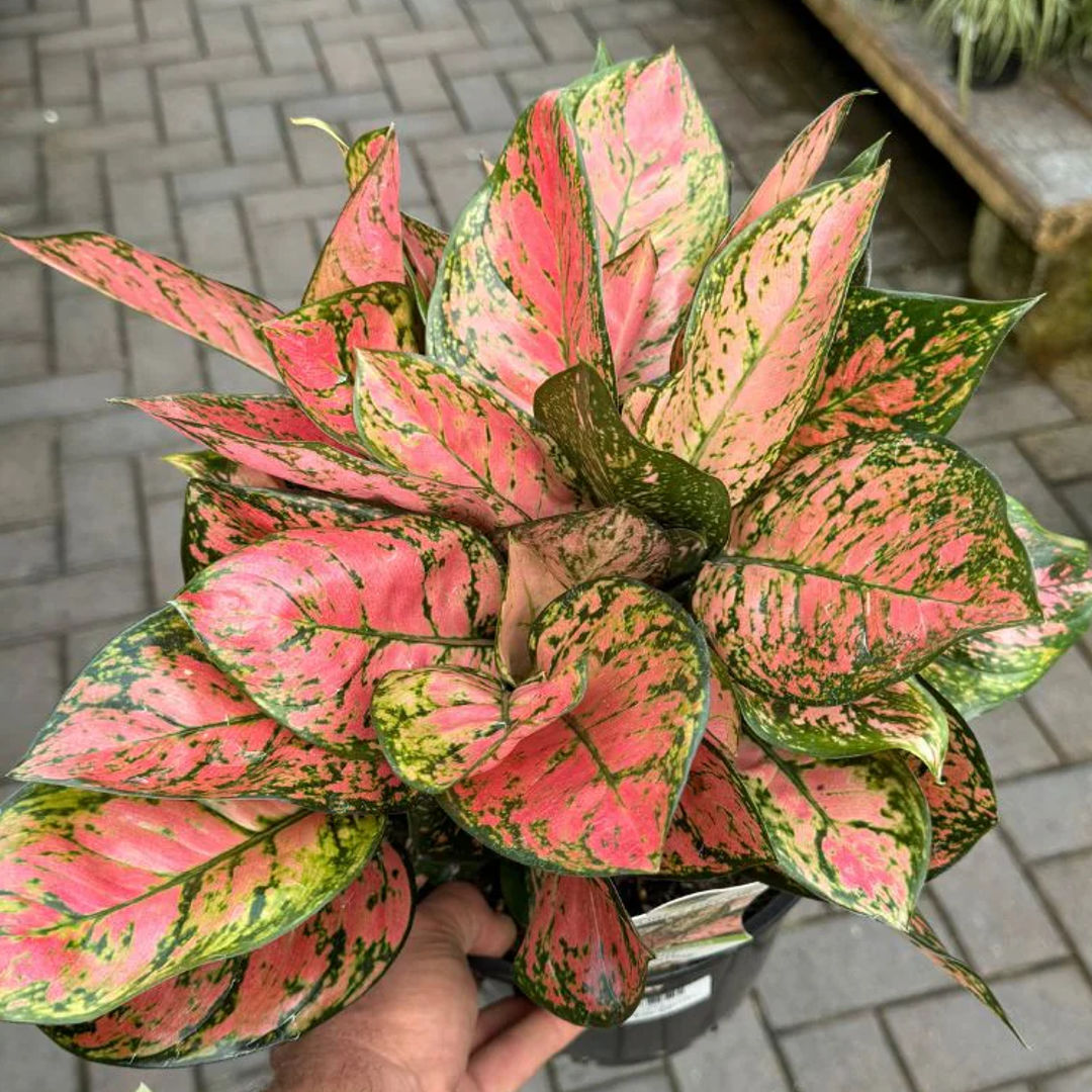 Aglaonema Valentine