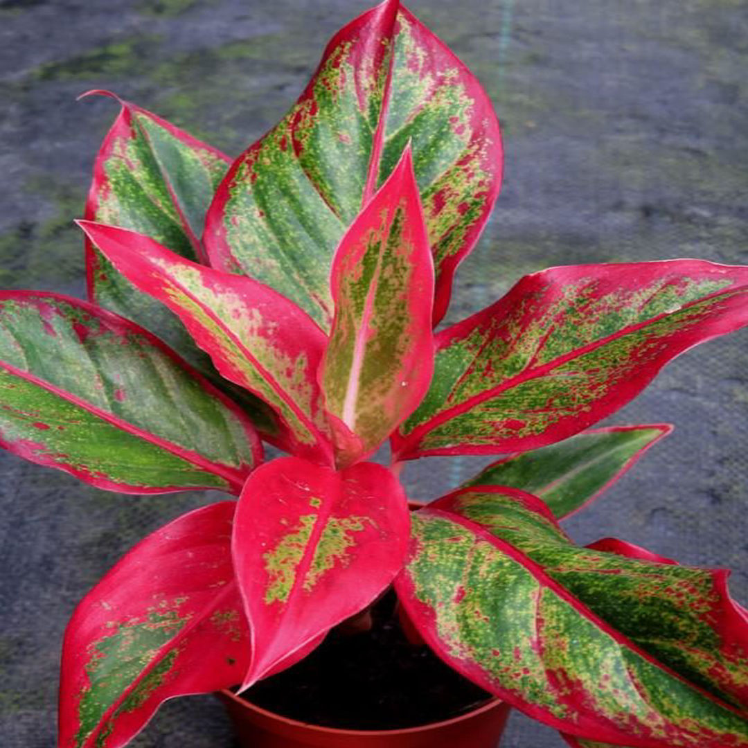 Aglaonema Lipstick