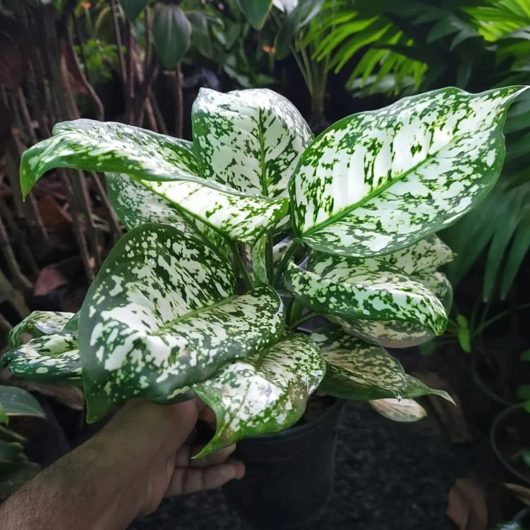Aglaonema Snow white