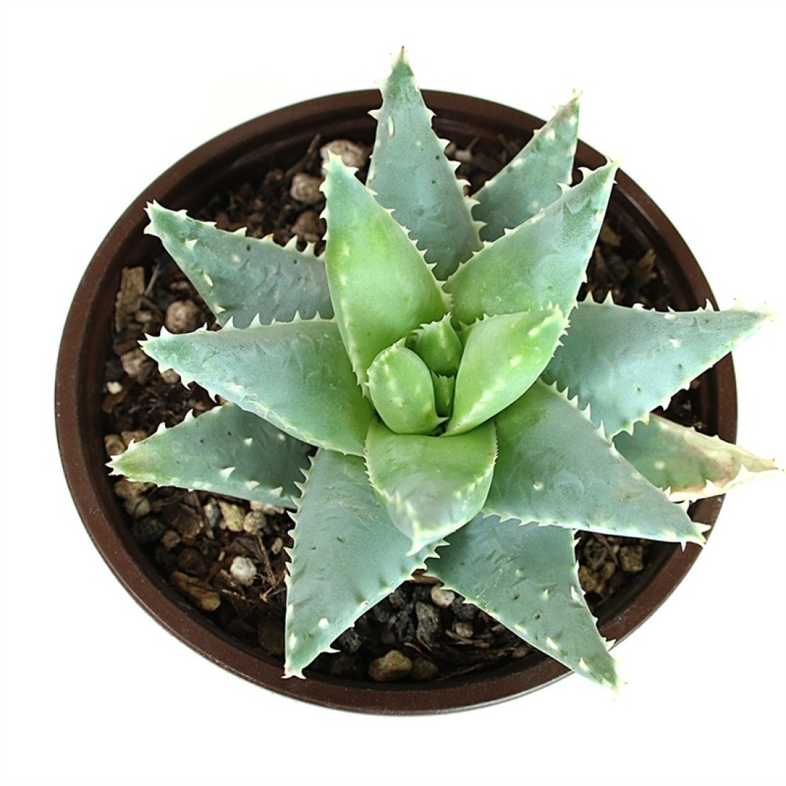 ALOE BREVIFOLIA