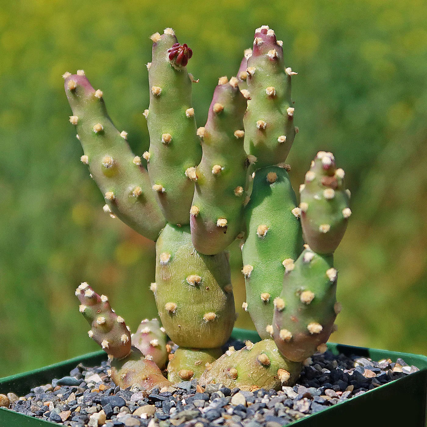 OPUNTIA FRAGILIS