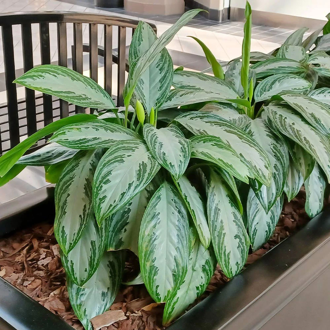 Aglaonema Chinese