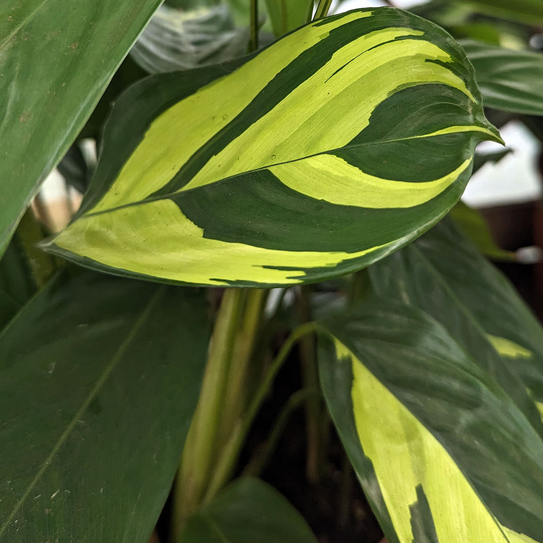 Lubbersiana Calathea