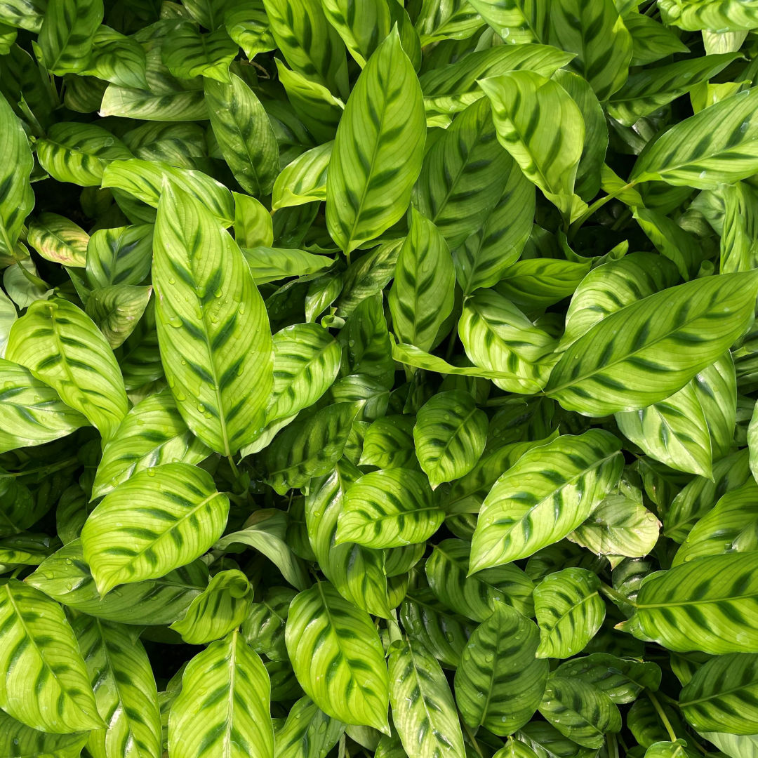 Calathea Leopardina