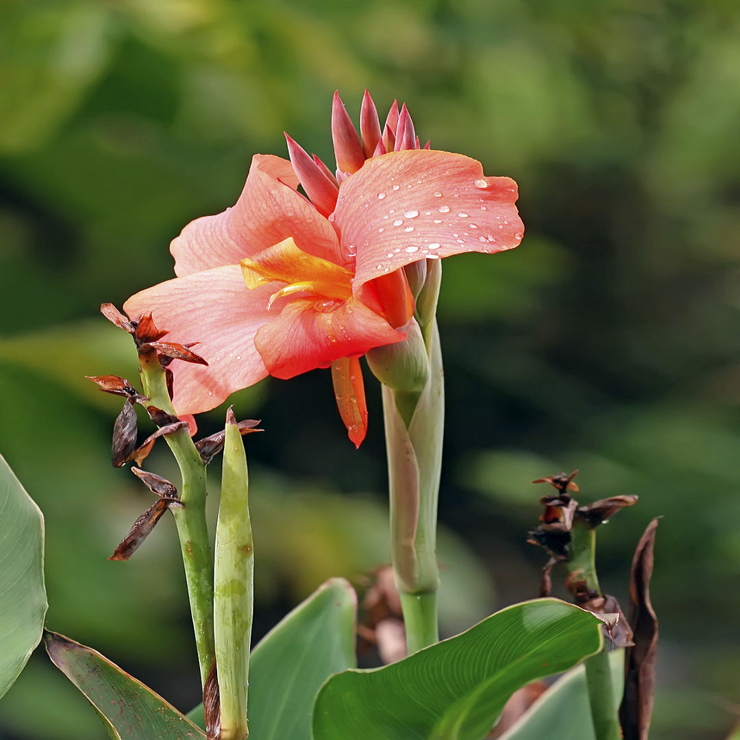 Canna Plant