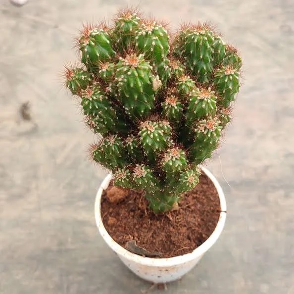 CEREUS REPANDUS