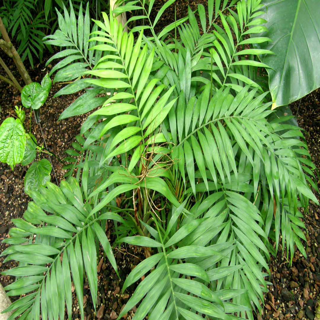Parlour Palm