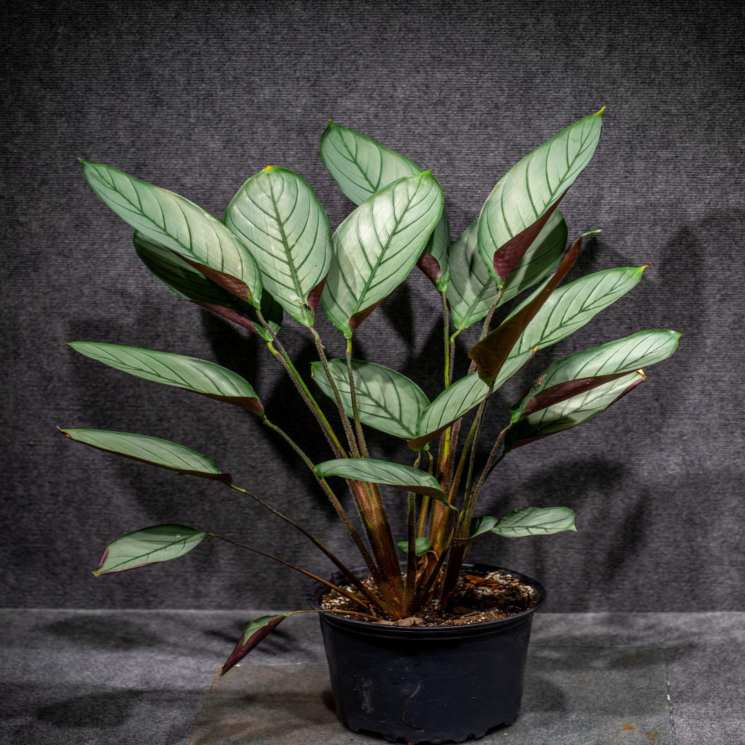 Ctenanthe Calathea