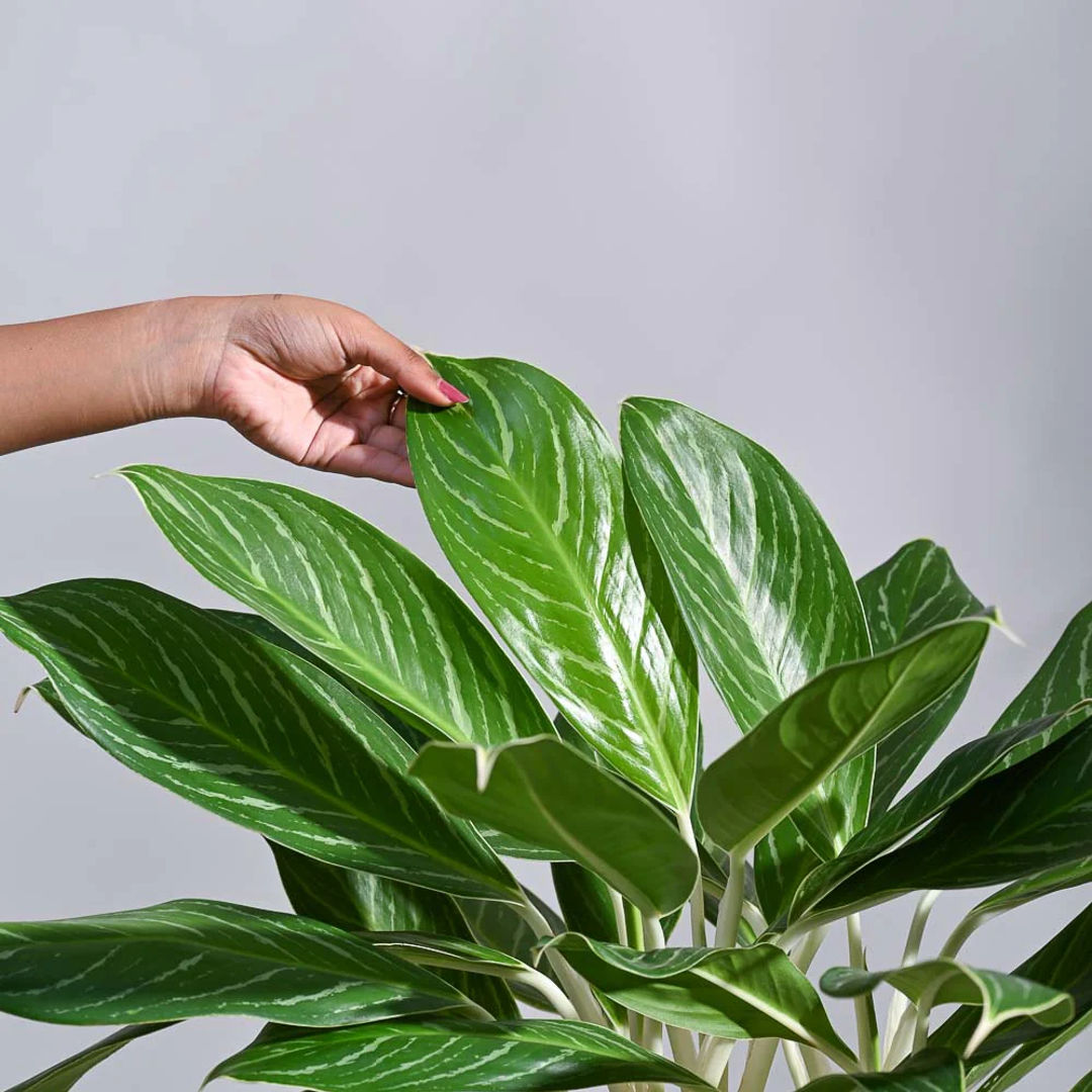 Aglaonema Stripes