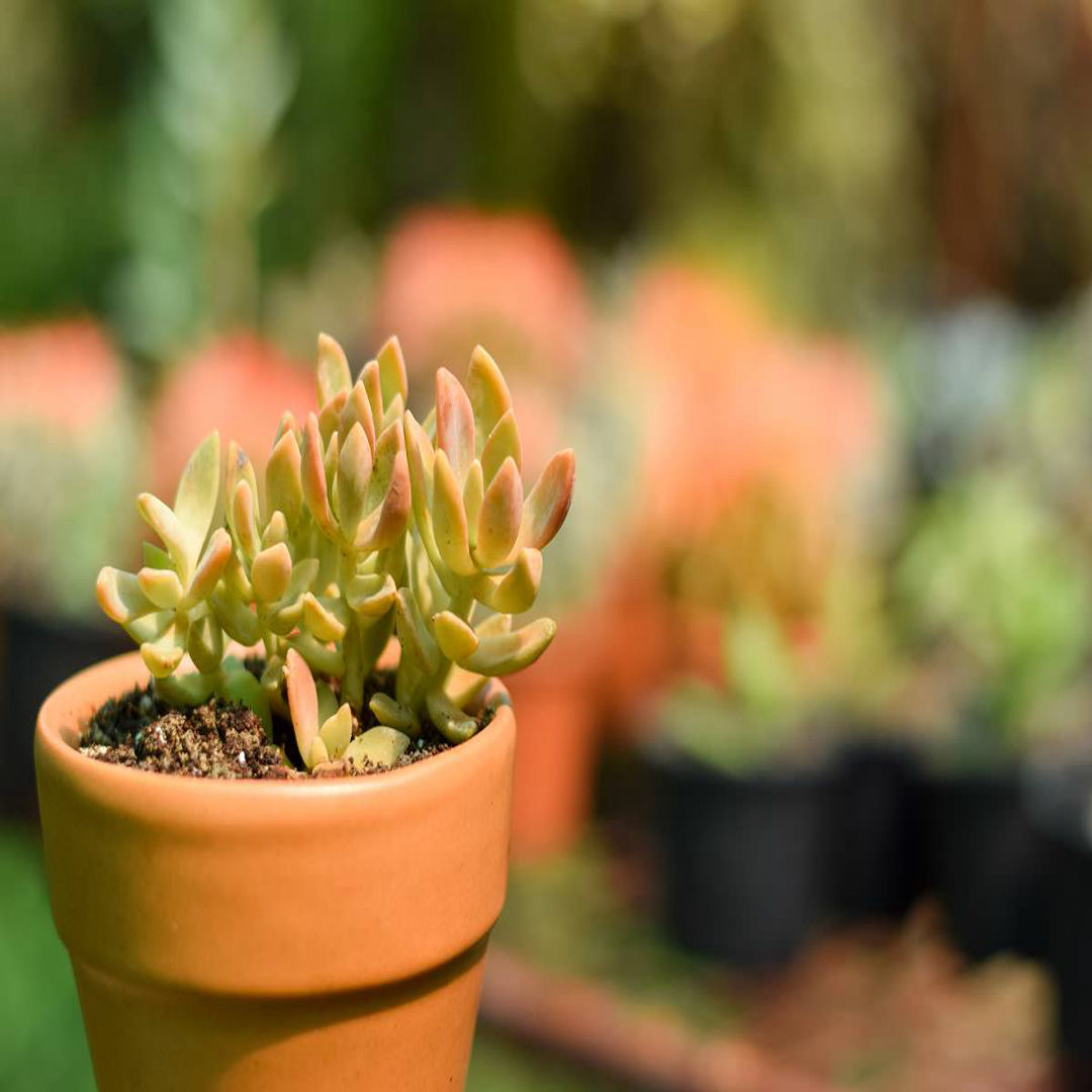 Sedum Adolphii