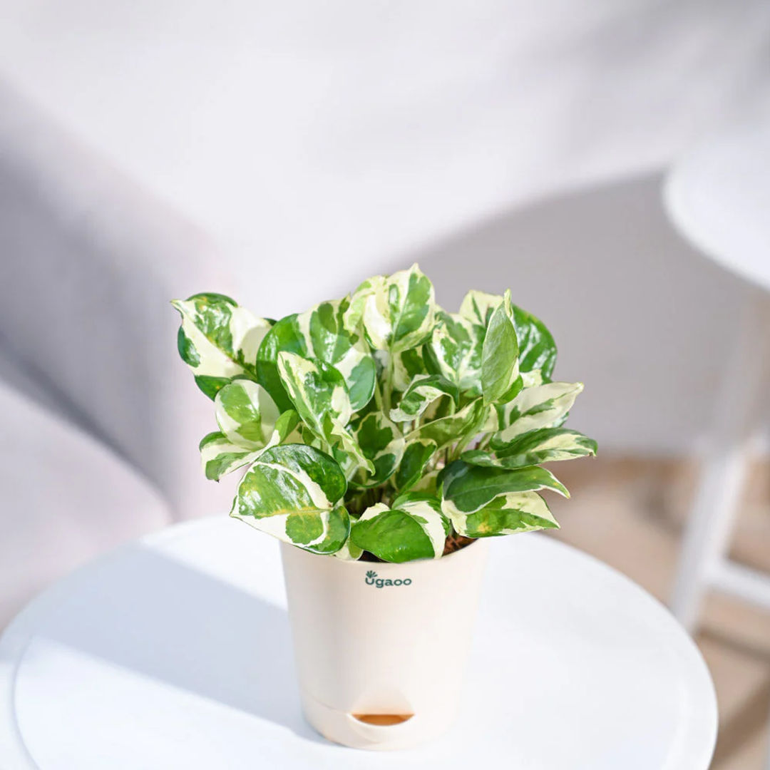 Money N Joy Plant