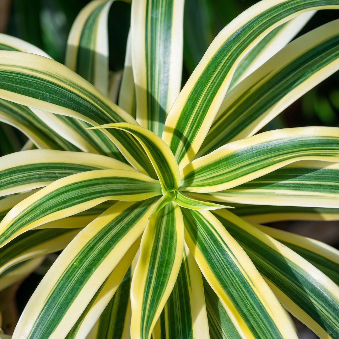 Dracaena Warnock