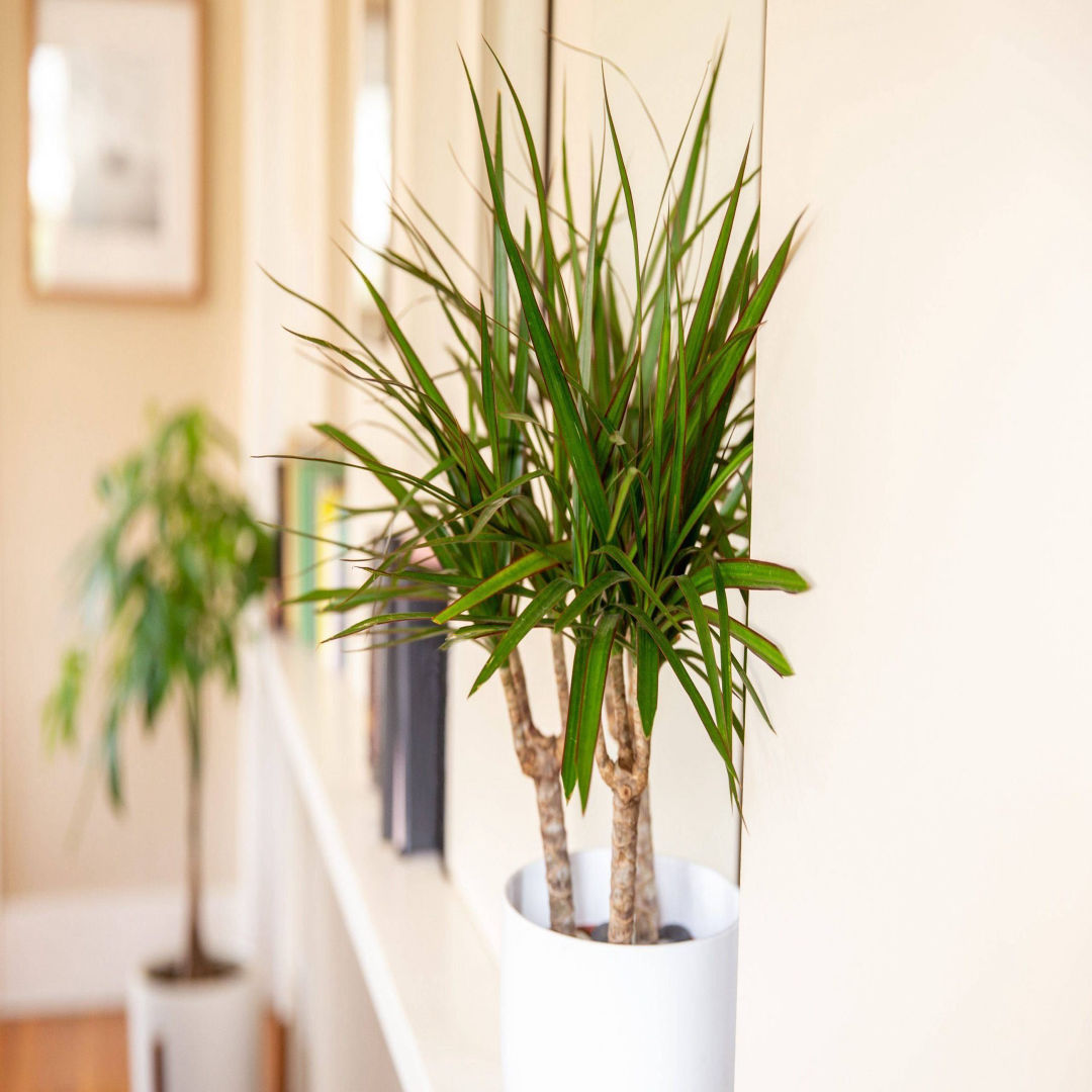 Dracaena Magenta