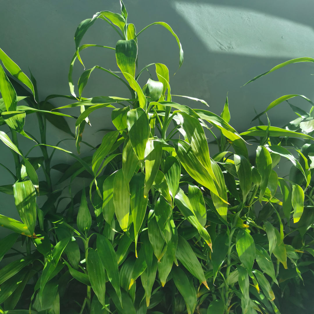 Dracaena Sanderiana