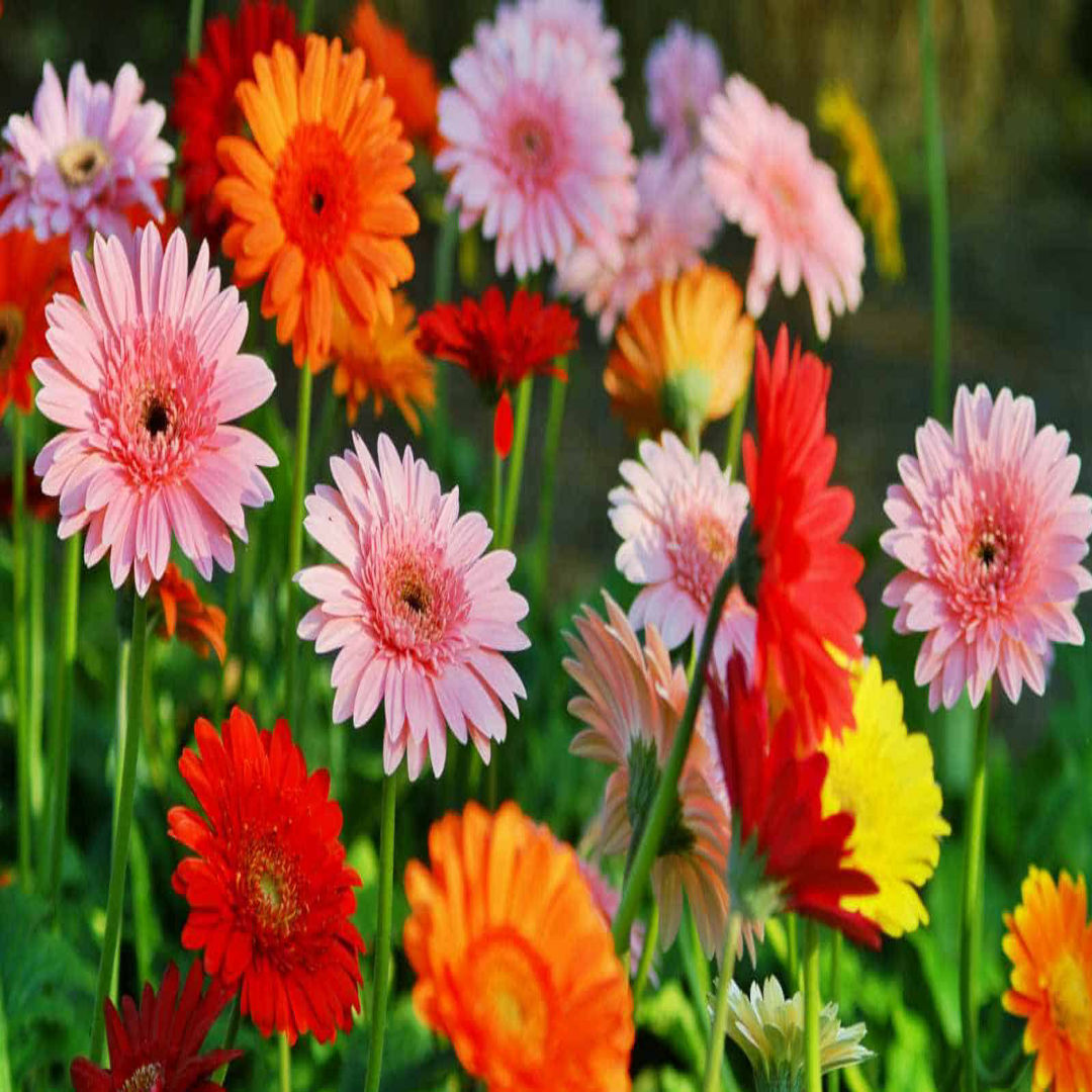 Gerbera
