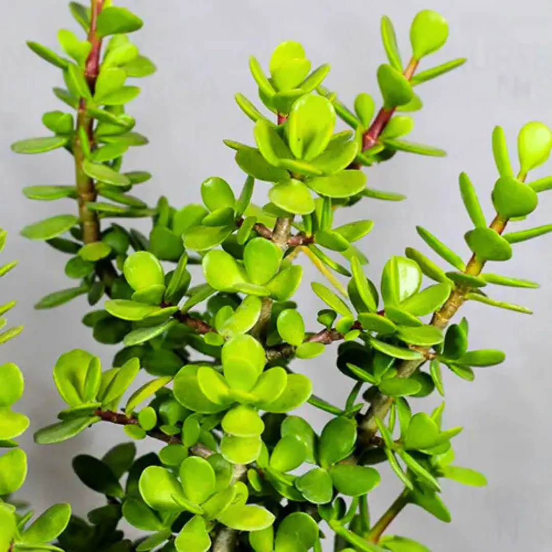 Jade Miniature