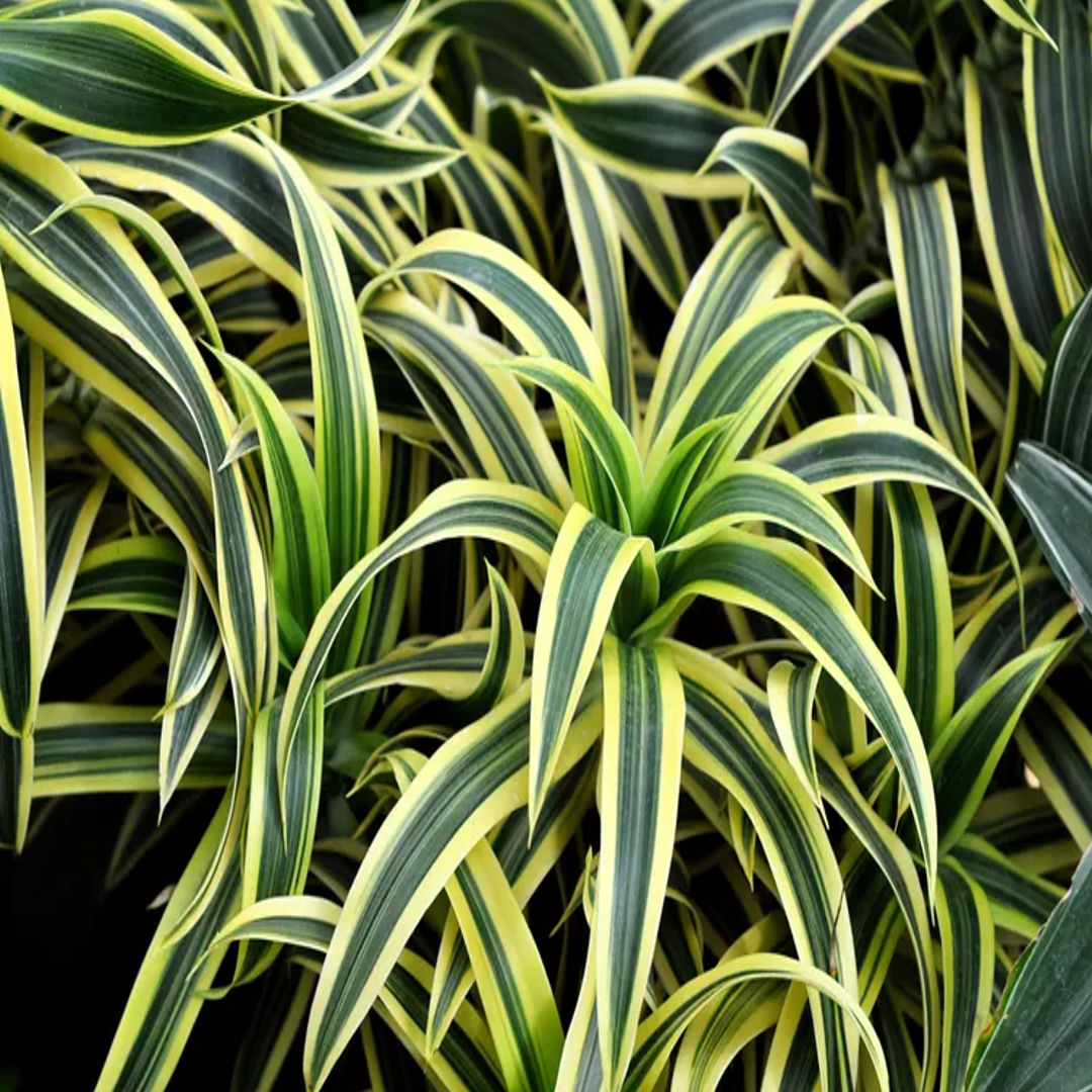 Dracaena Lemon Lime