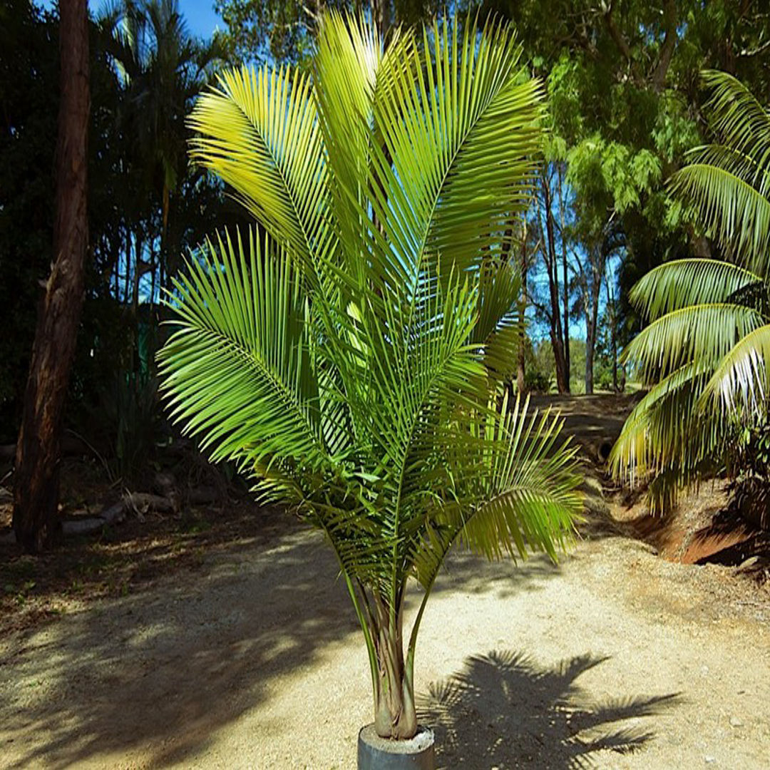 Additional Image