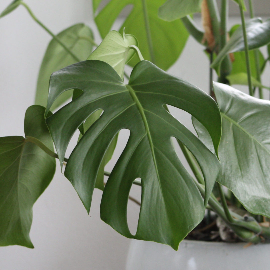 Monstera Deliciosa