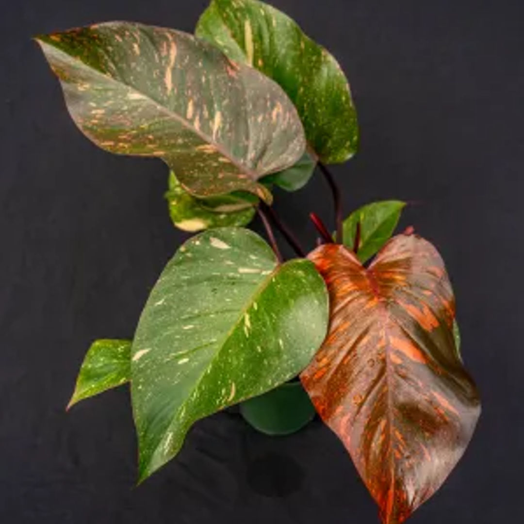 Philodendron Orange princess