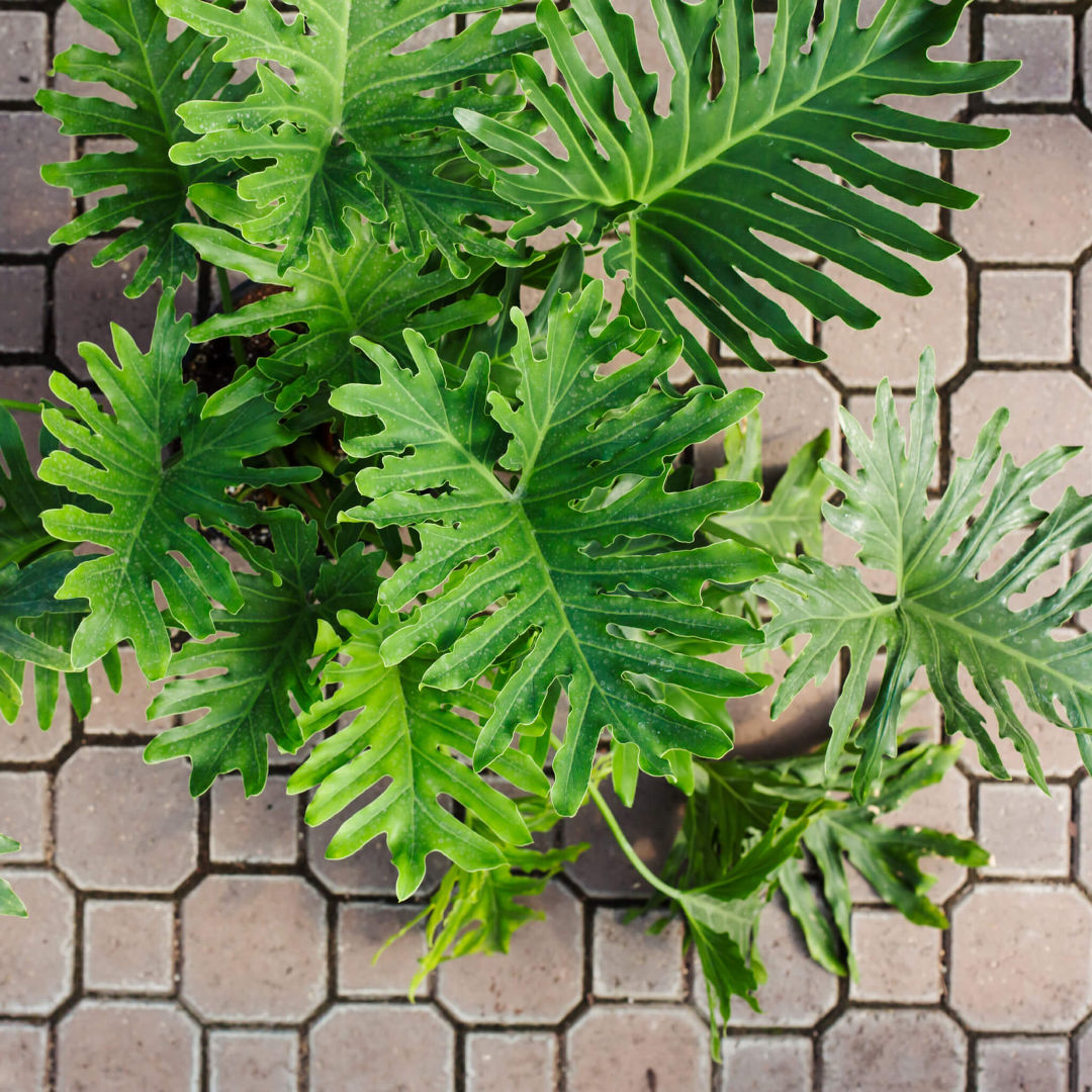 Philodendron Selloum Green