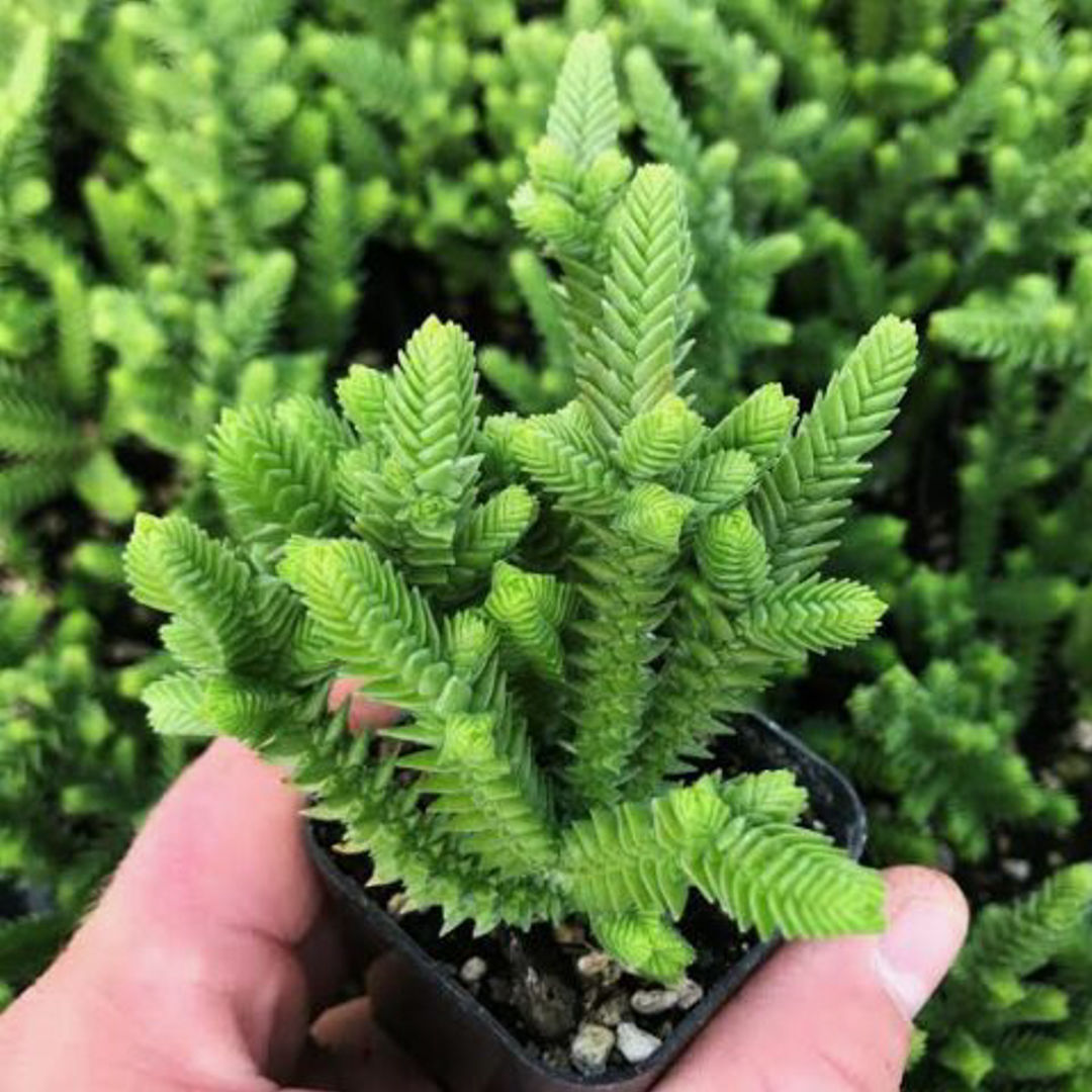 Crassula Muscosa