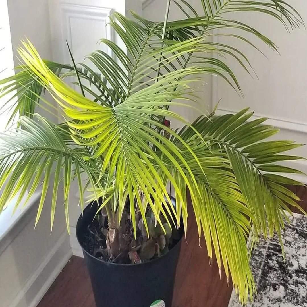 Majestic Palm