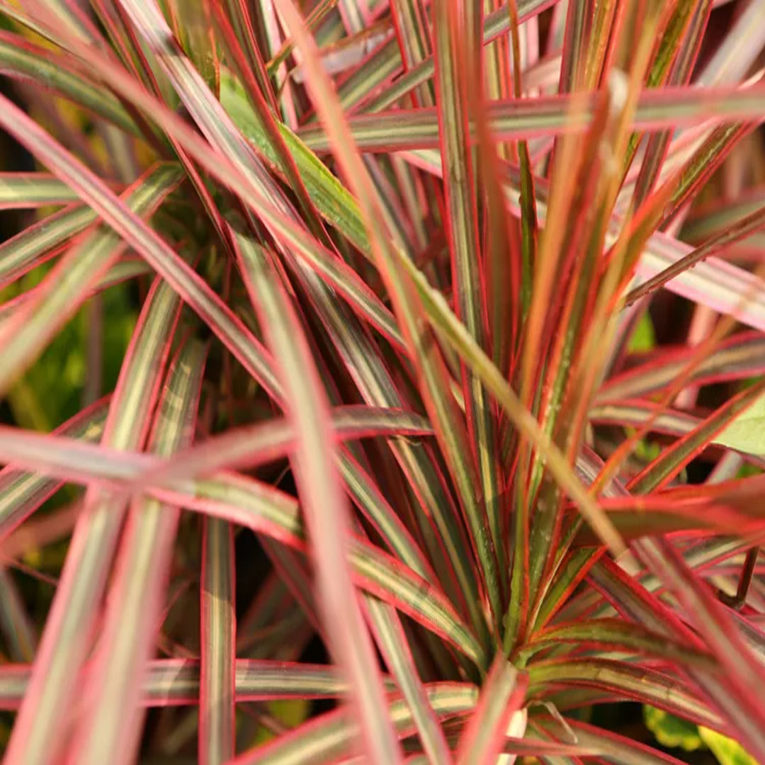 Dracaena Tricolor
