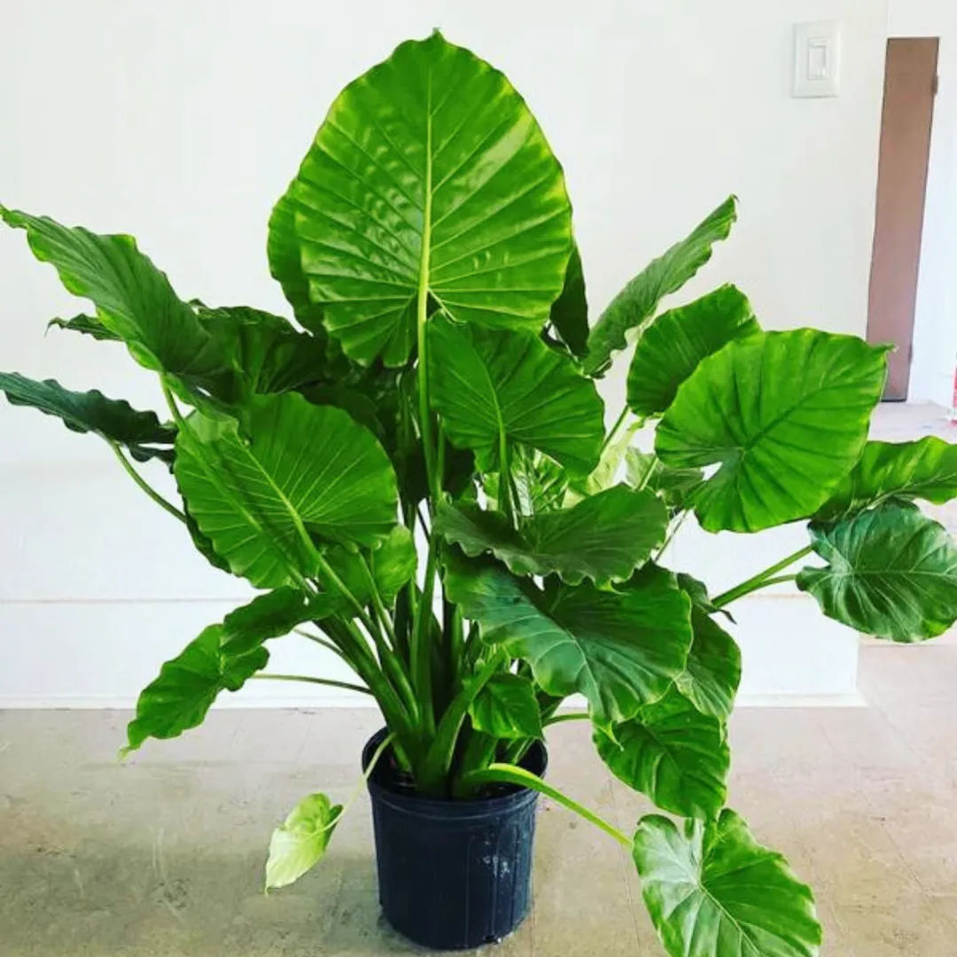 Alocasia