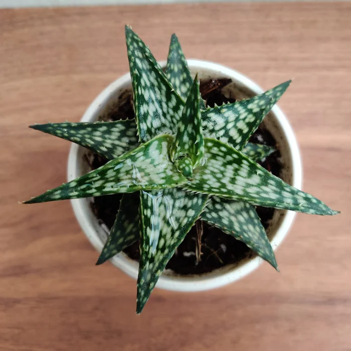 ALOE RAUHII WHITE