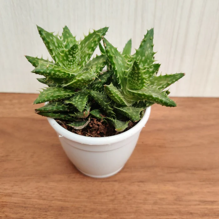 TIGER TOOTH ALOE